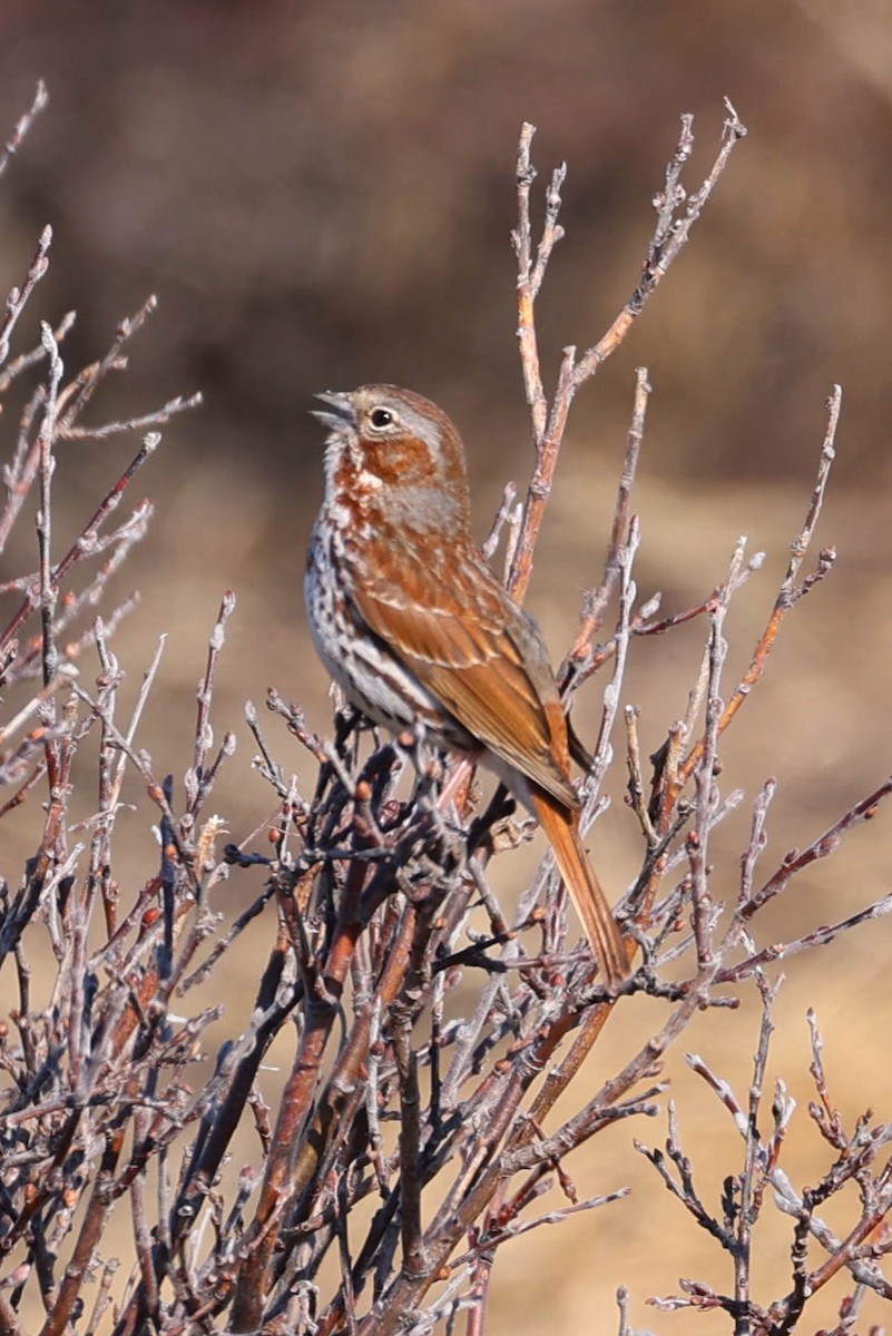 Fox Sparrow - Denis Corbeil