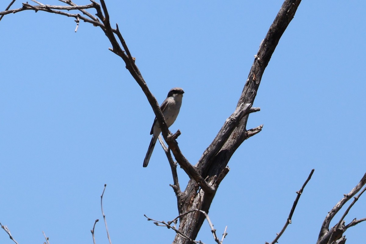 Loggerhead Shrike - Tricia Vesely