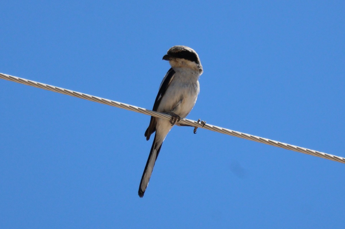 Loggerhead Shrike - Tricia Vesely