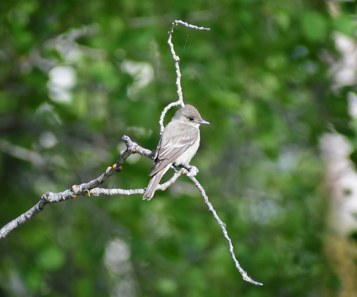 Western Wood-Pewee - Philip Aguiar