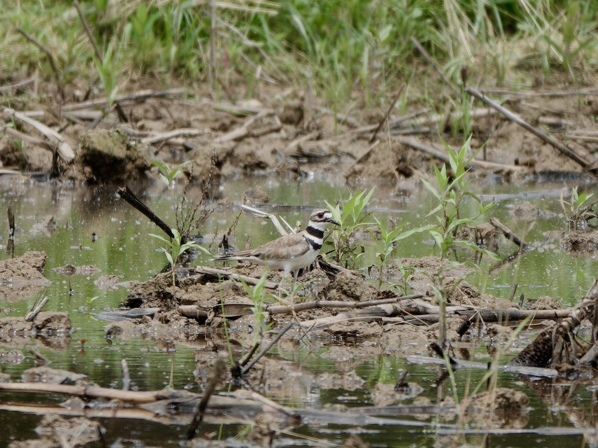 Killdeer - ML619586158