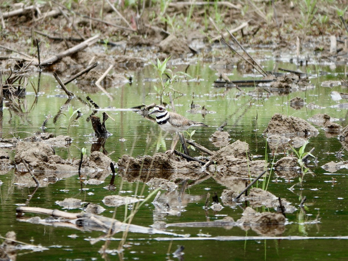 Killdeer - ML619586165