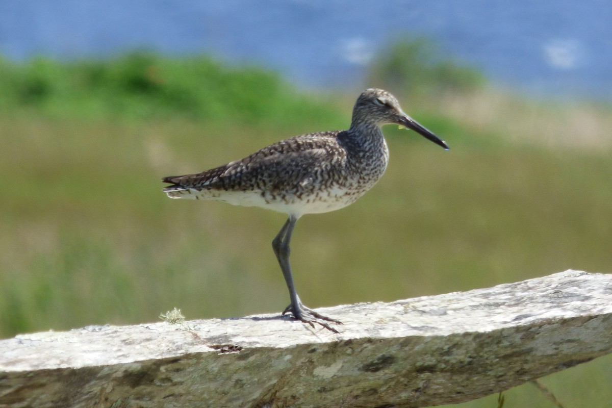 Willet - ML619586167