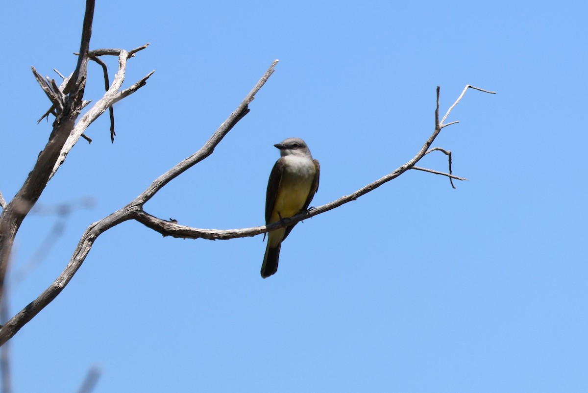 Western Kingbird - Tricia Vesely