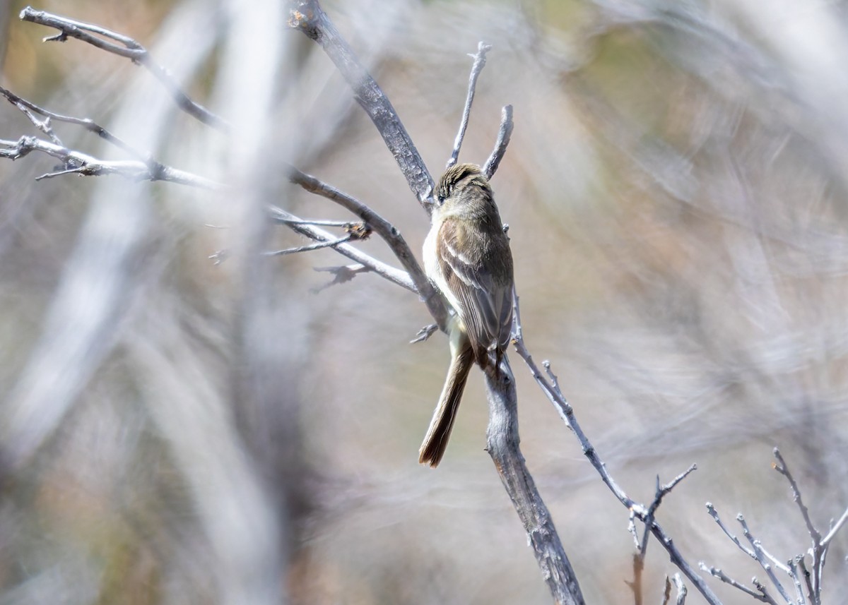 Dusky Flycatcher - Verlee Sanburg