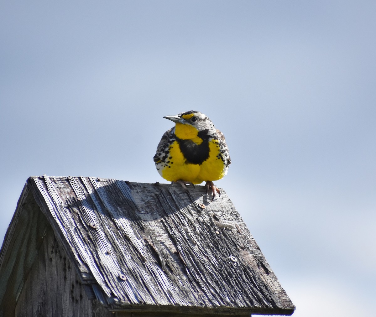 Western Meadowlark - Philip Aguiar