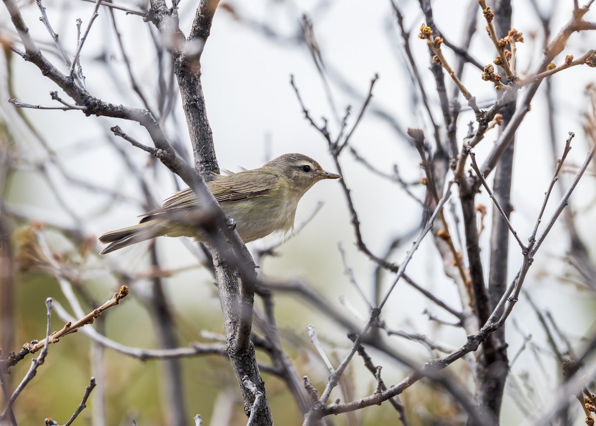 Warbling Vireo - Verlee Sanburg