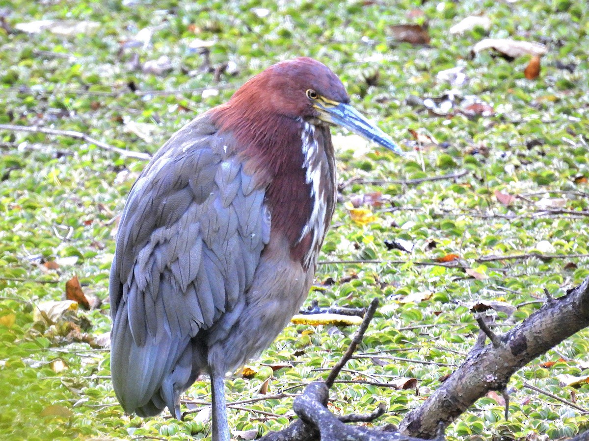 Rufescent Tiger-Heron - Cecilia Gosso