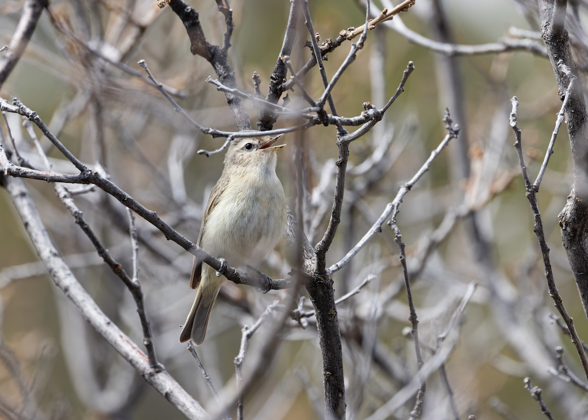 Warbling Vireo - Verlee Sanburg