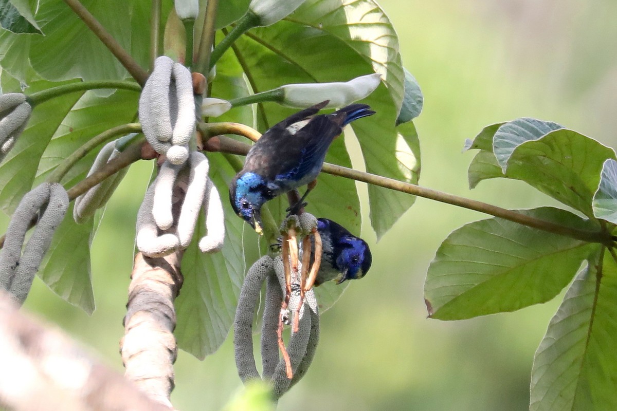 Opal-rumped Tanager (Silver-breasted) - ML619586181