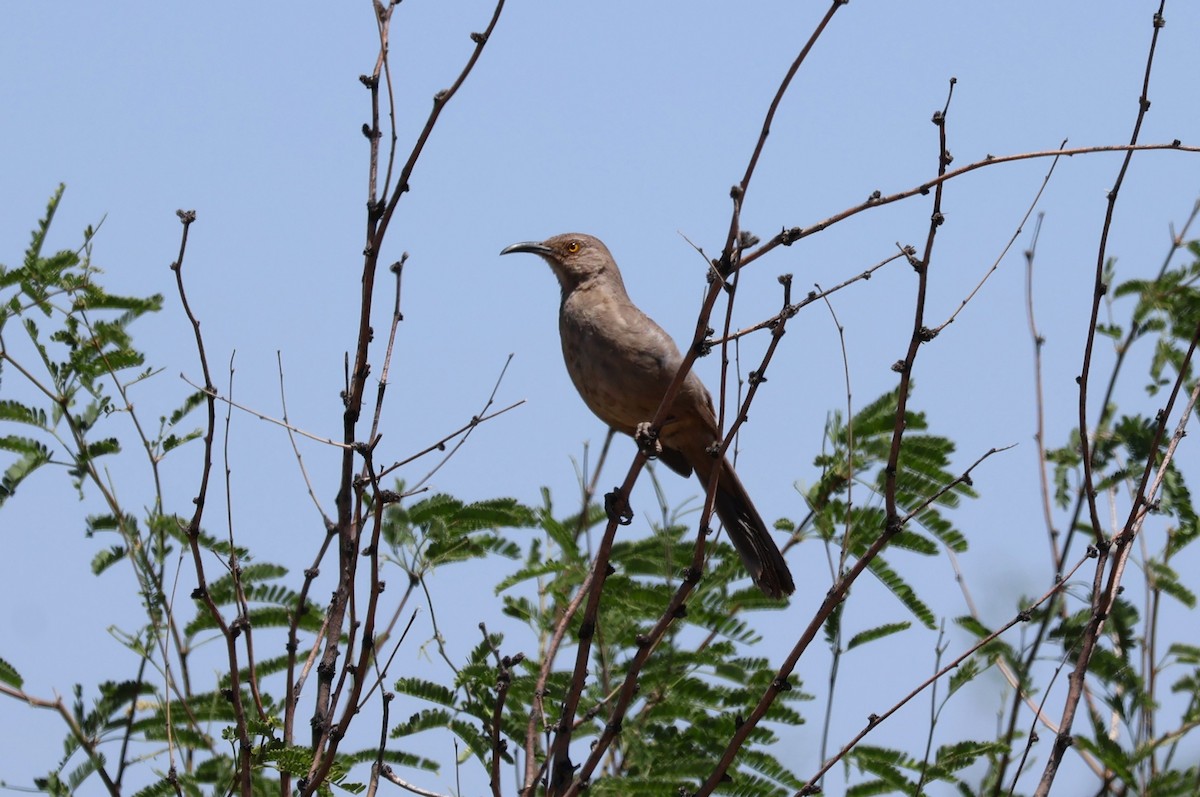 Curve-billed Thrasher - Tricia Vesely