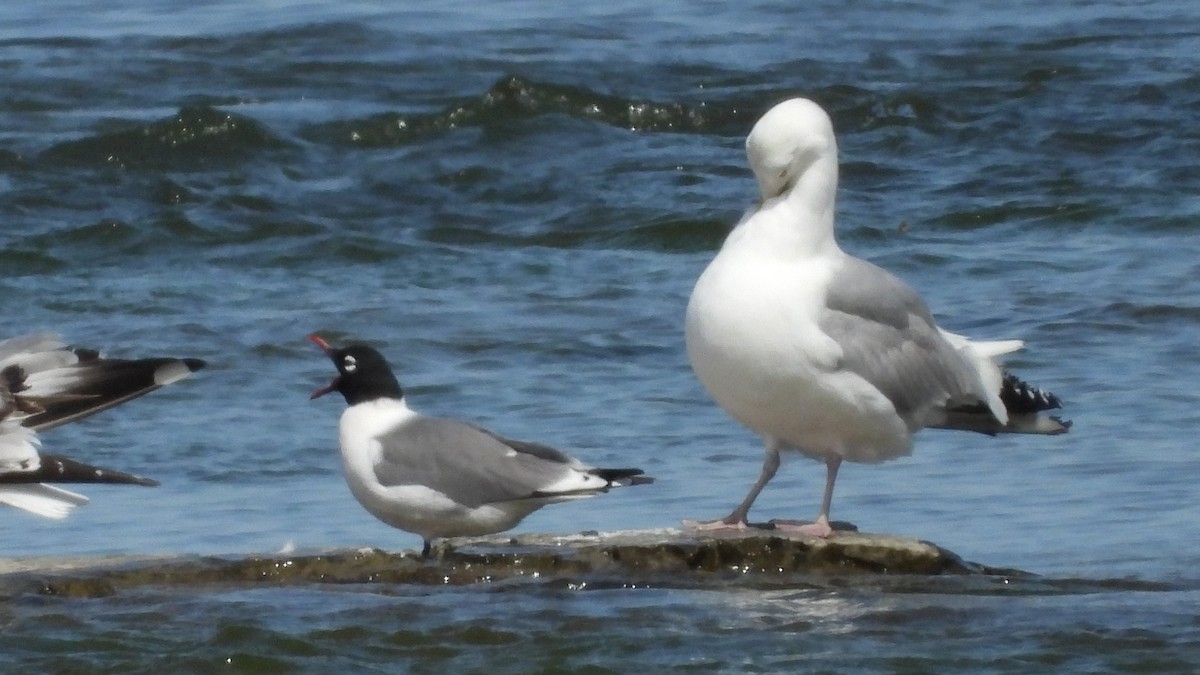 Franklin's Gull - Jean W. Côté