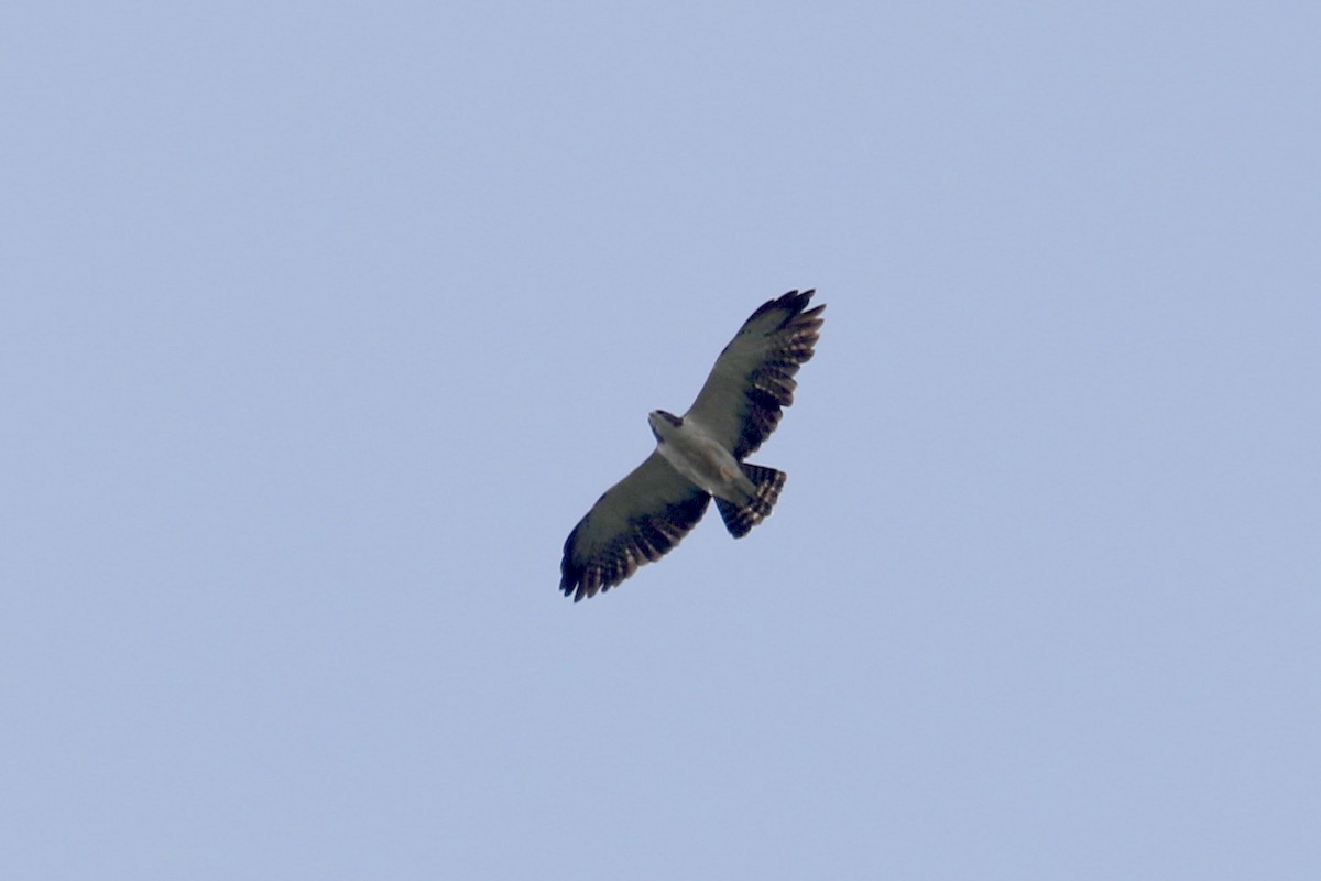 Short-tailed Hawk - ML619586190