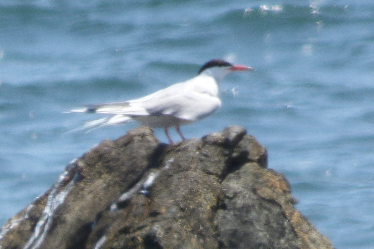 Common Tern - John Coran