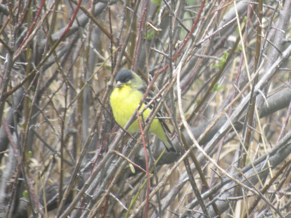 Lesser Goldfinch - Laurel Armstrong