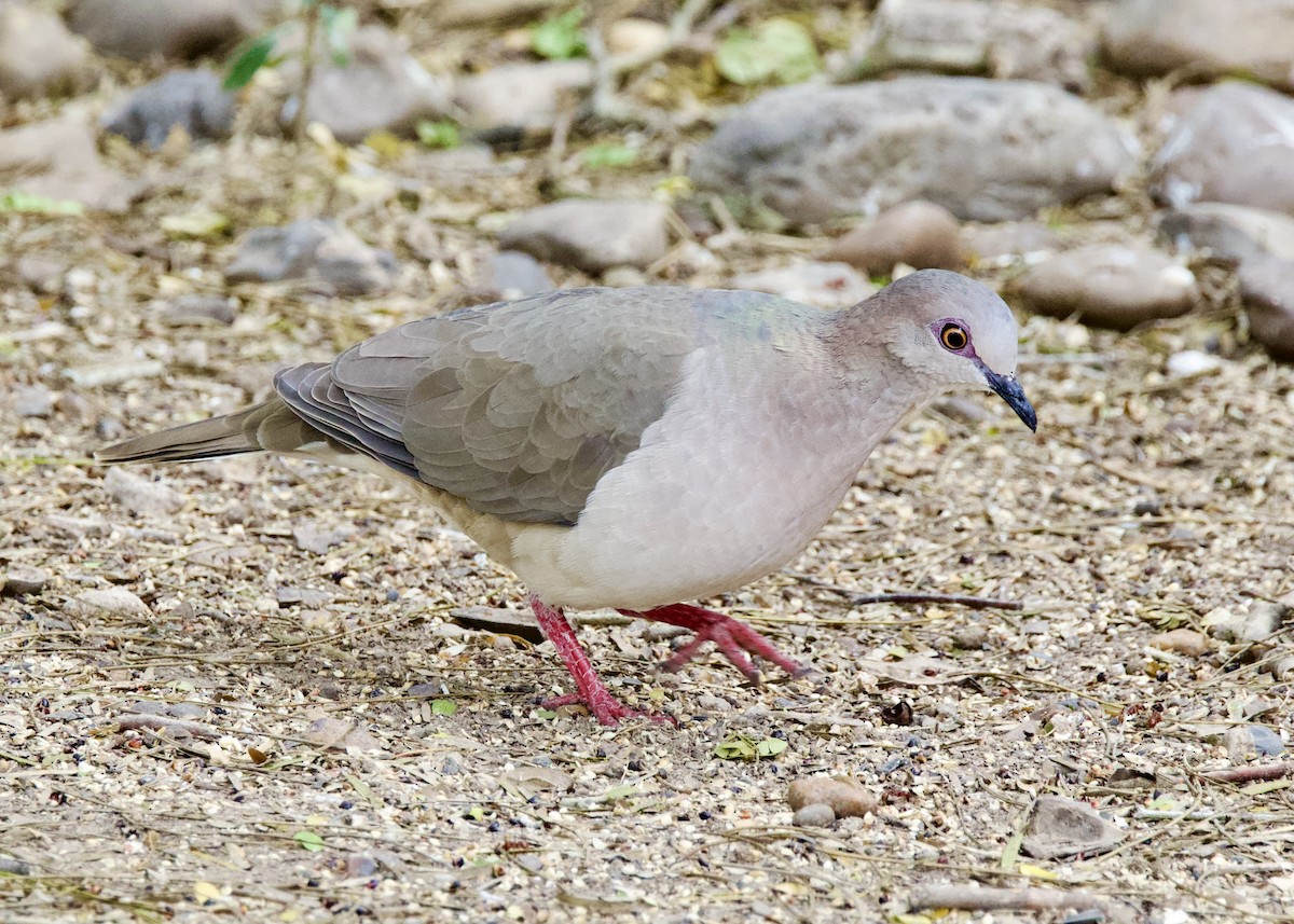 White-tipped Dove - Dave Bengston