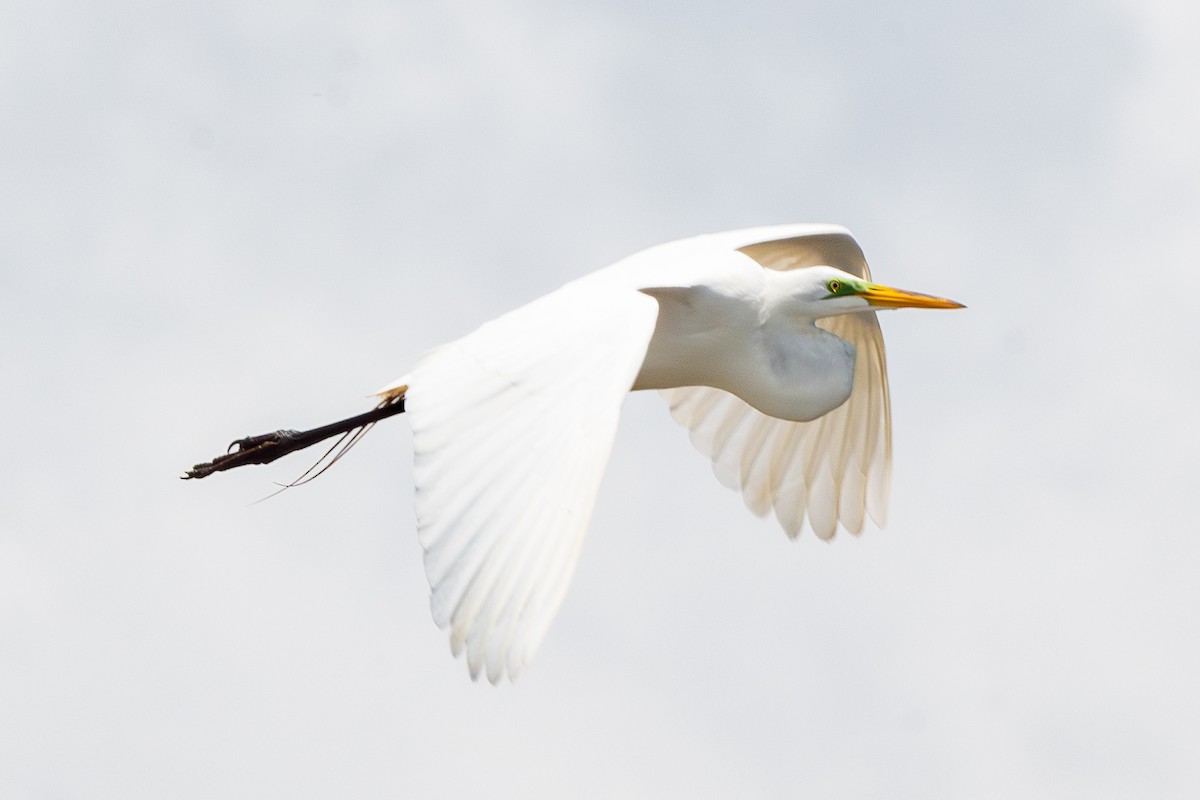 Great Egret - Mike Winck