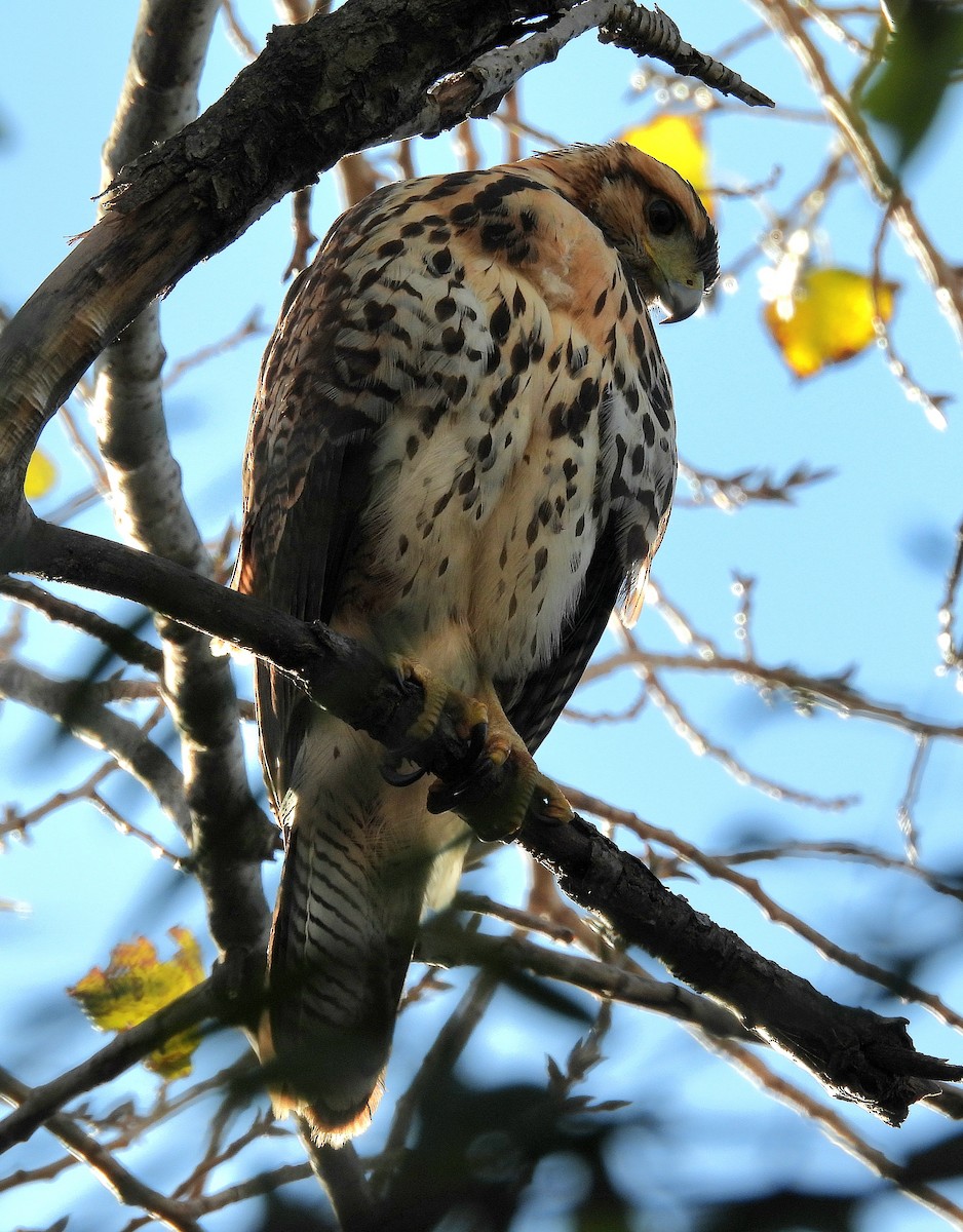 Harris's Hawk - ML619586198