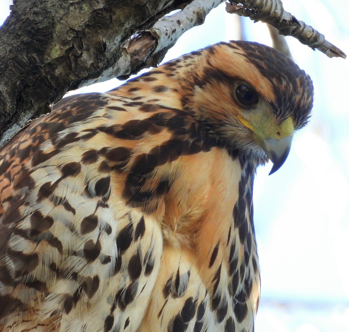 Harris's Hawk - ML619586200