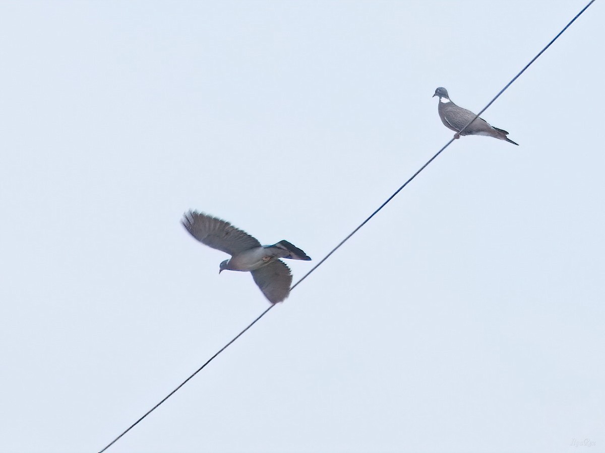 Common Wood-Pigeon - Ilya R