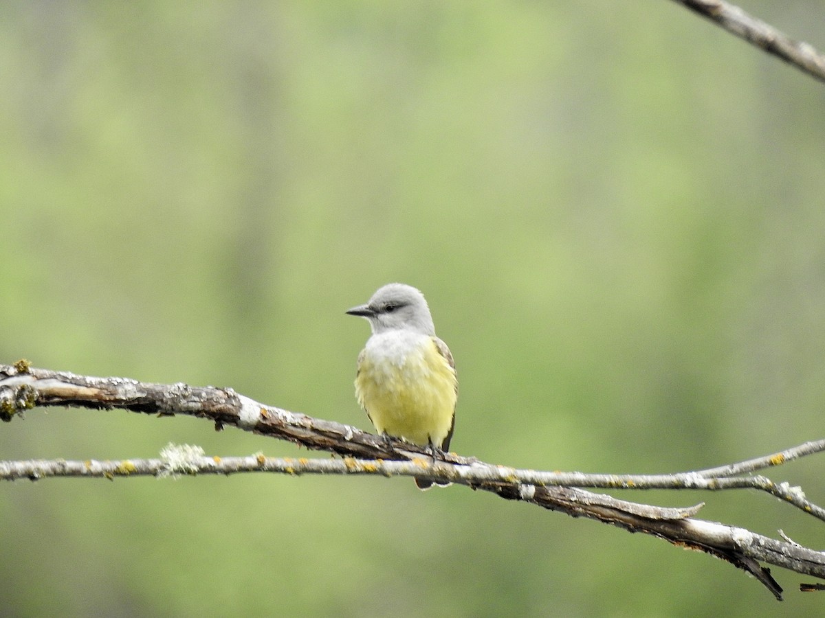 Western Kingbird - Cory Leigh Rahman