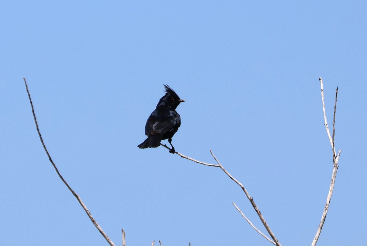 Phainopepla - Tricia Vesely