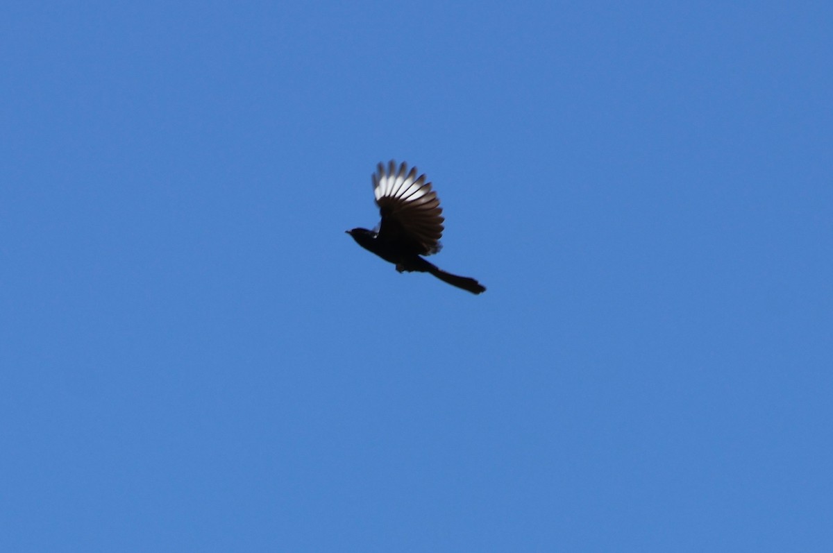 Phainopepla - Tricia Vesely