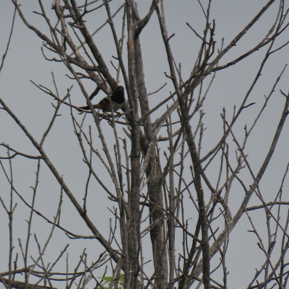 Spotted Towhee - Brian Nothhelfer