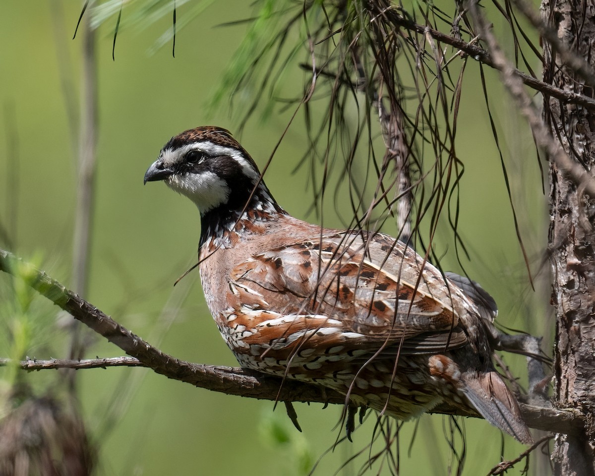 Northern Bobwhite - ML619586214