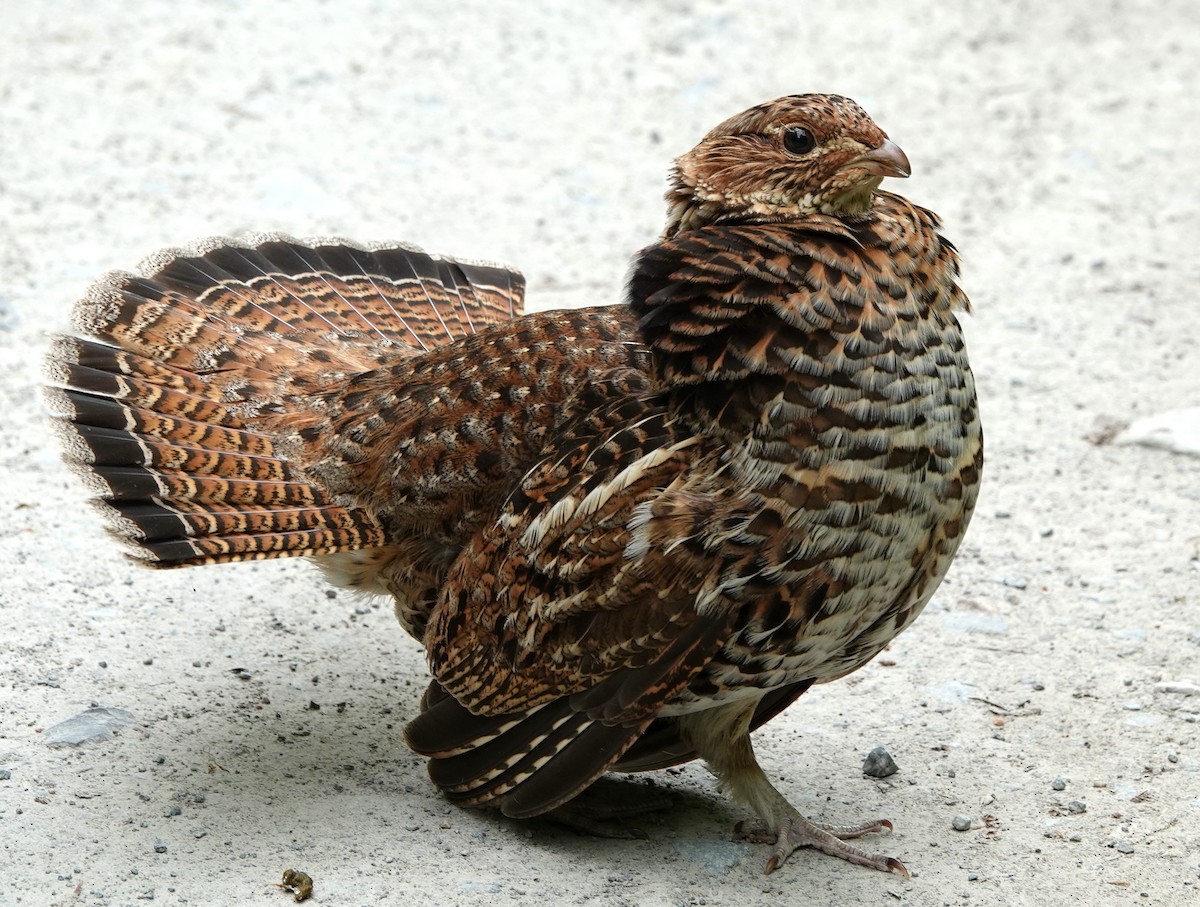 Ruffed Grouse - Peter Blancher