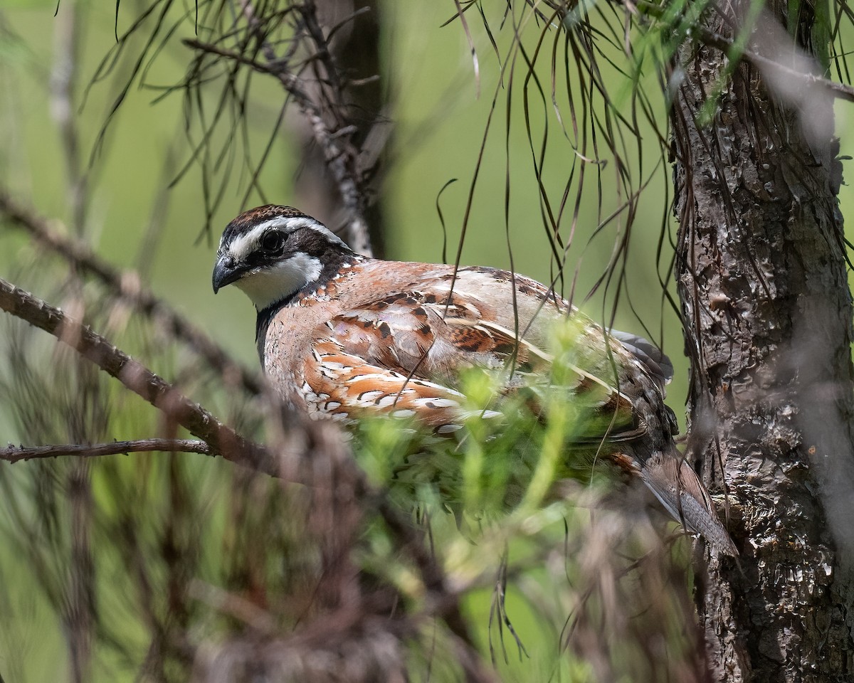 Northern Bobwhite - Scott Mullens