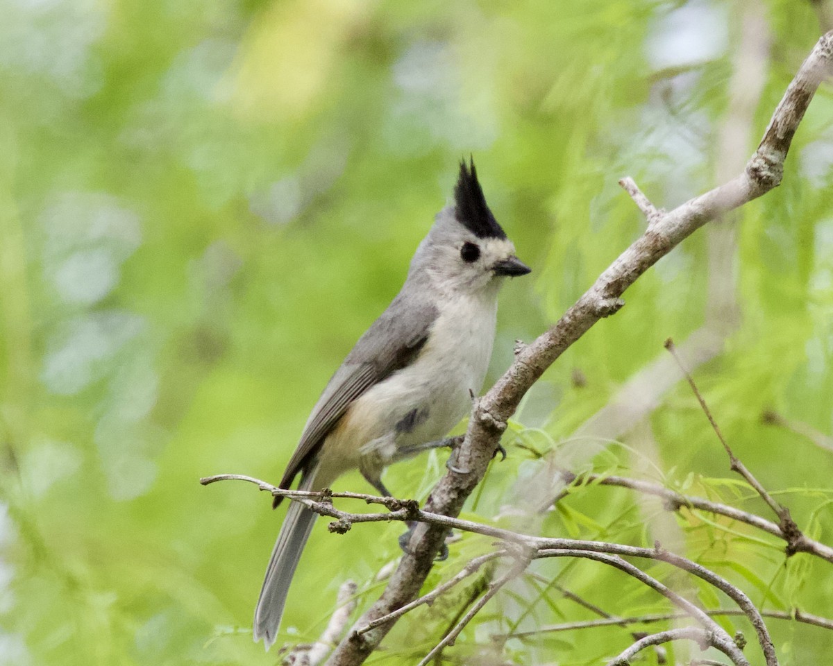 Black-crested Titmouse - ML619586223