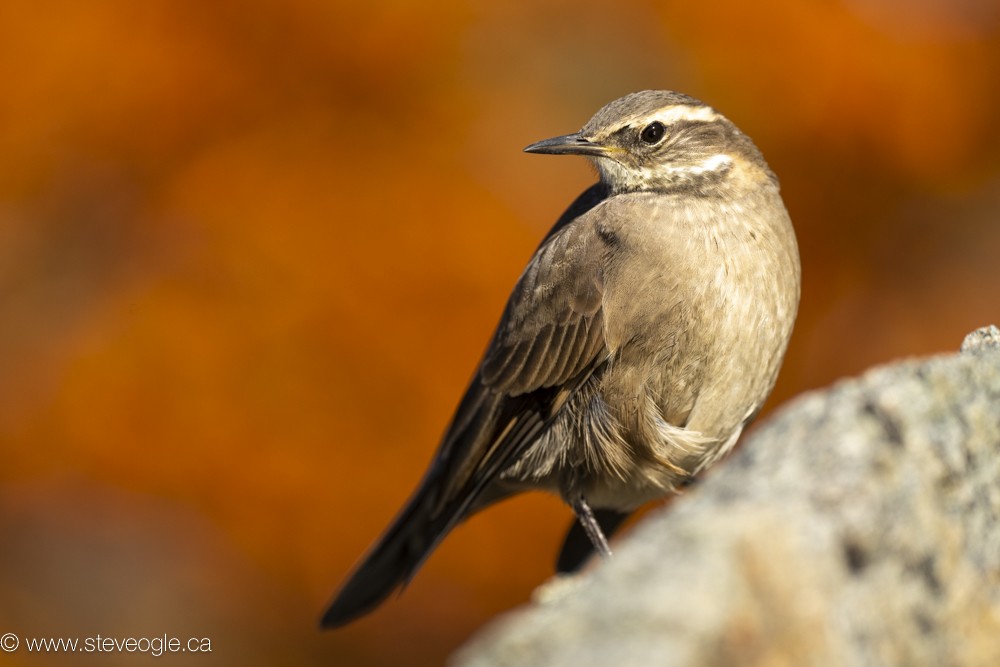 Buff-winged Cinclodes - Steve Ogle