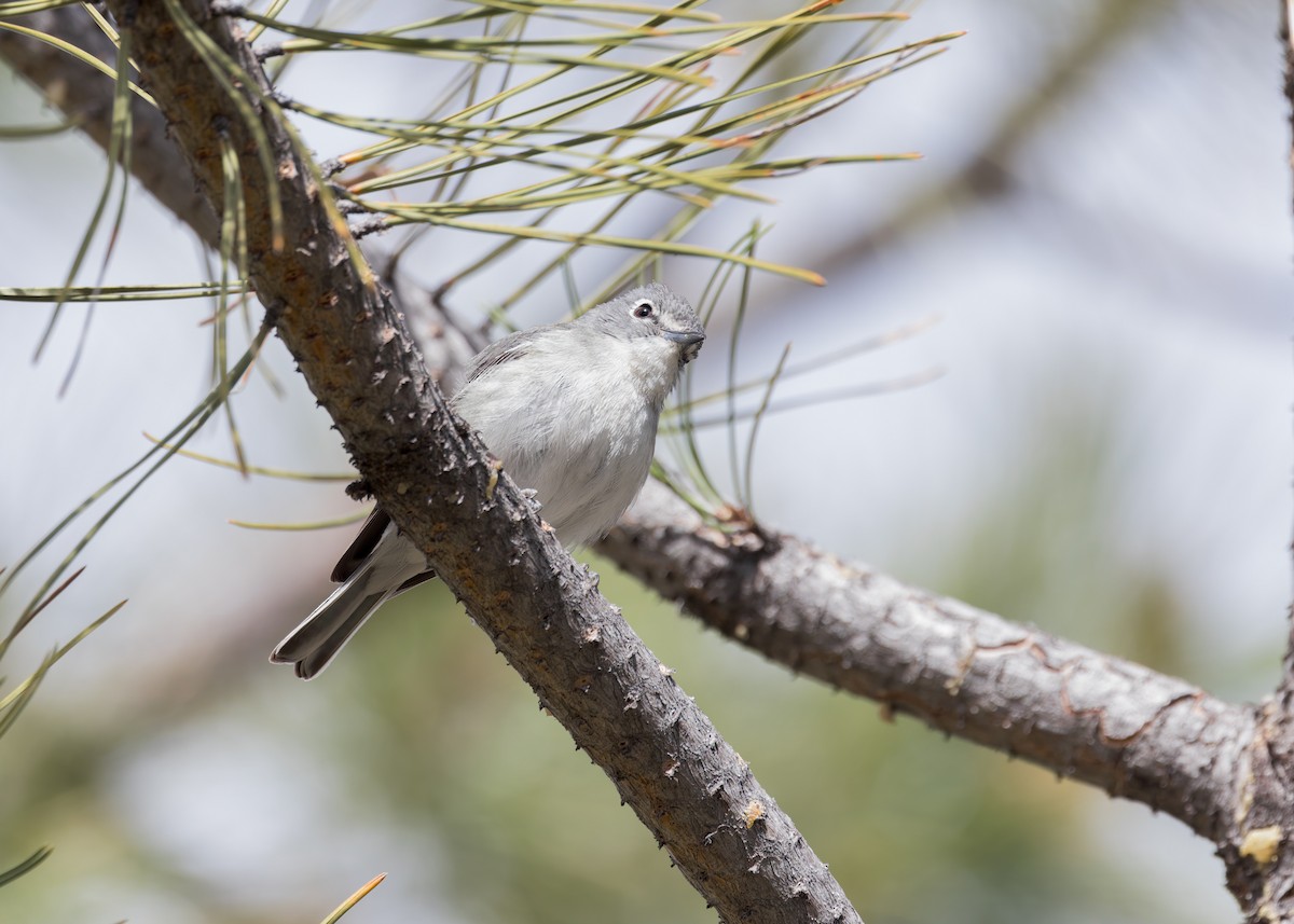 Plumbeous Vireo - Verlee Sanburg