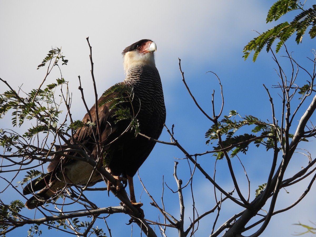 Crested Caracara - Cecilia Gosso