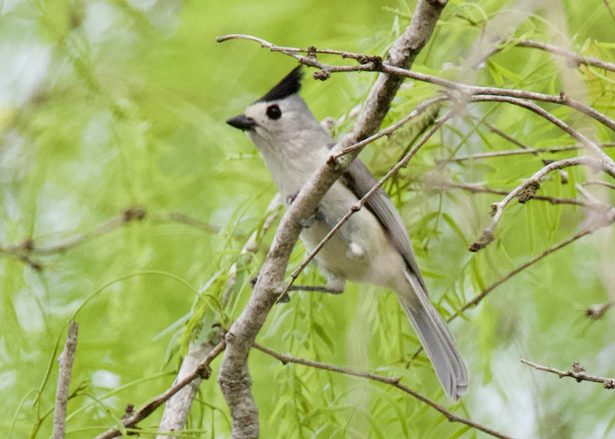 Black-crested Titmouse - Dave Bengston