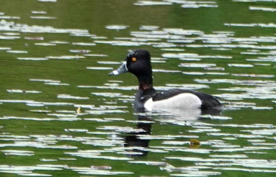 Ring-necked Duck - Peter Blancher