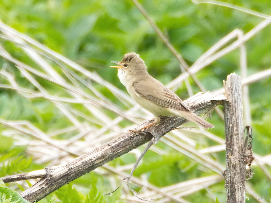 Marsh Warbler - Ilya R