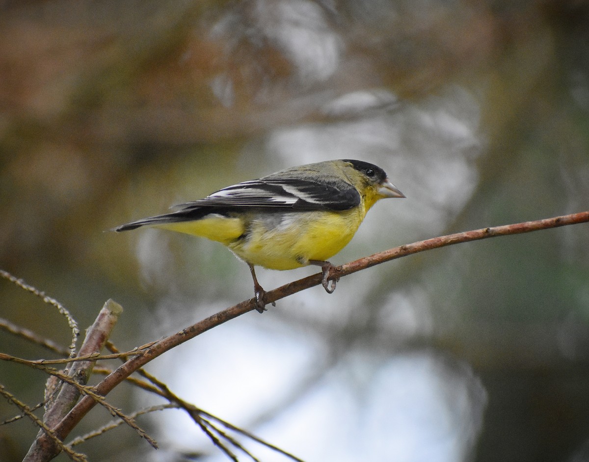 Lesser Goldfinch - Philip Aguiar