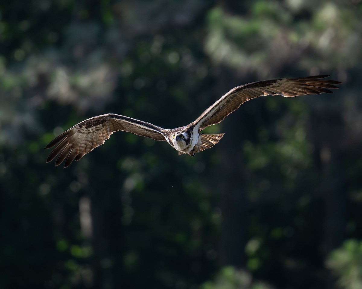 Águila Pescadora - ML619586239