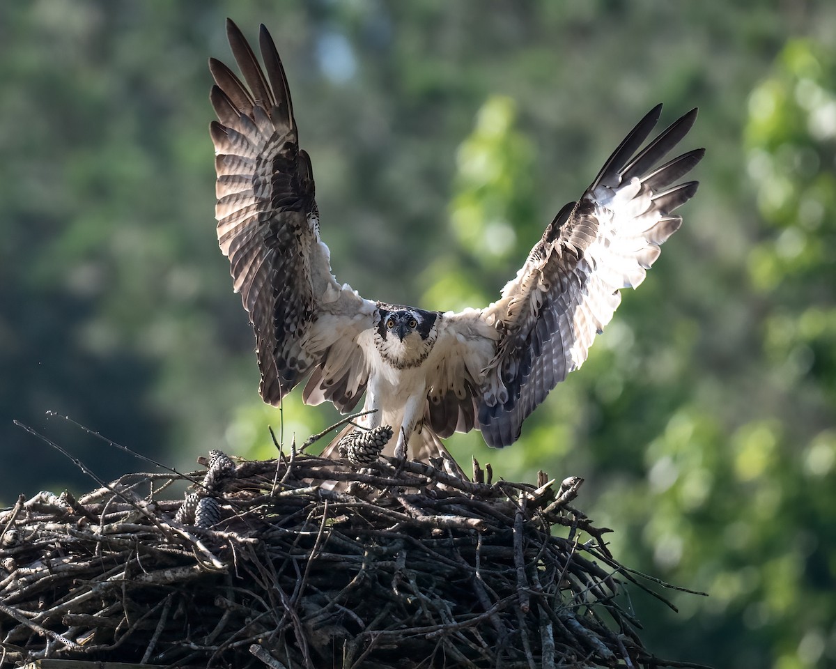 Osprey - ML619586241