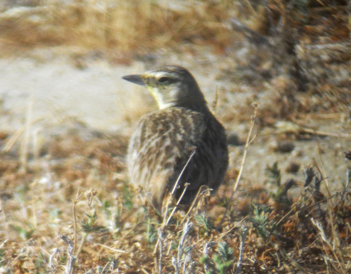 Western Meadowlark - Bob Packard