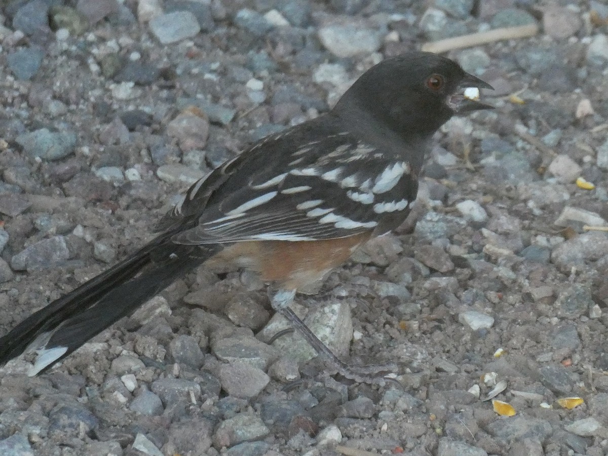 Spotted Towhee - James Atkinson