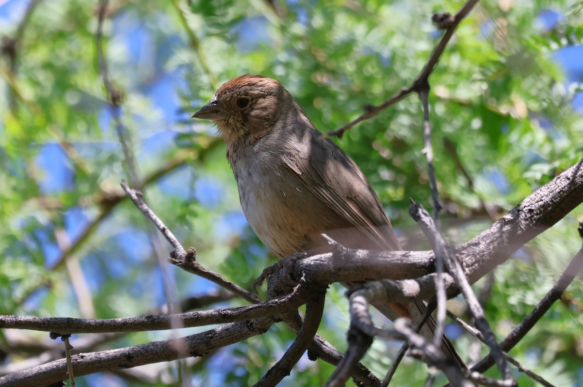 Canyon Towhee - Tricia Vesely