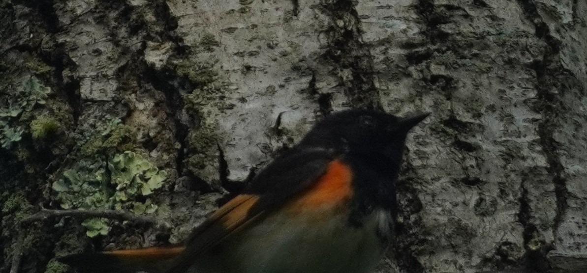 American Redstart - John McCallister