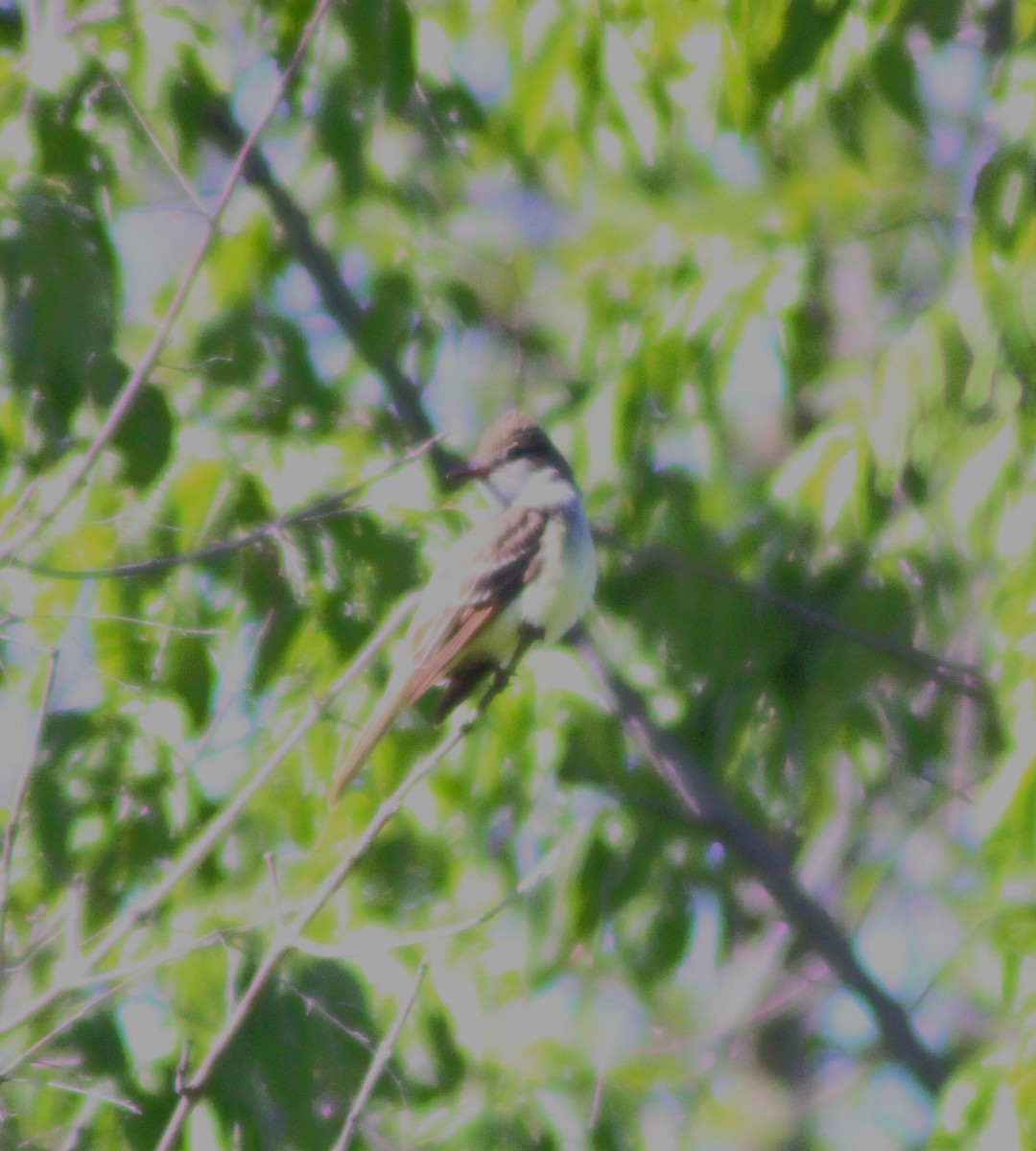 Great Crested Flycatcher - Anni Desai