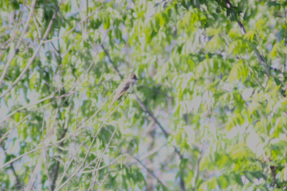 Great Crested Flycatcher - Anni Desai