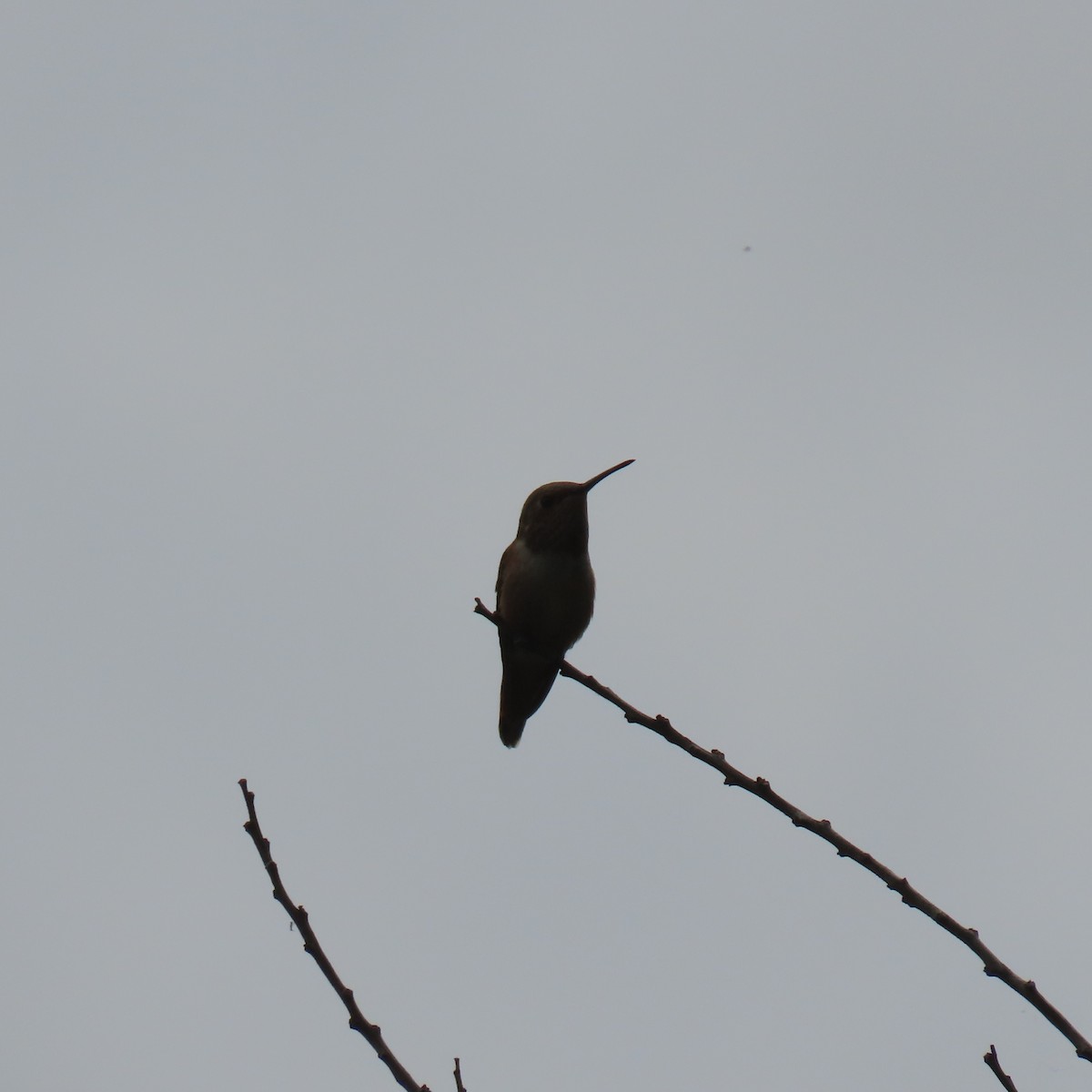 Allen's Hummingbird - Brian Nothhelfer