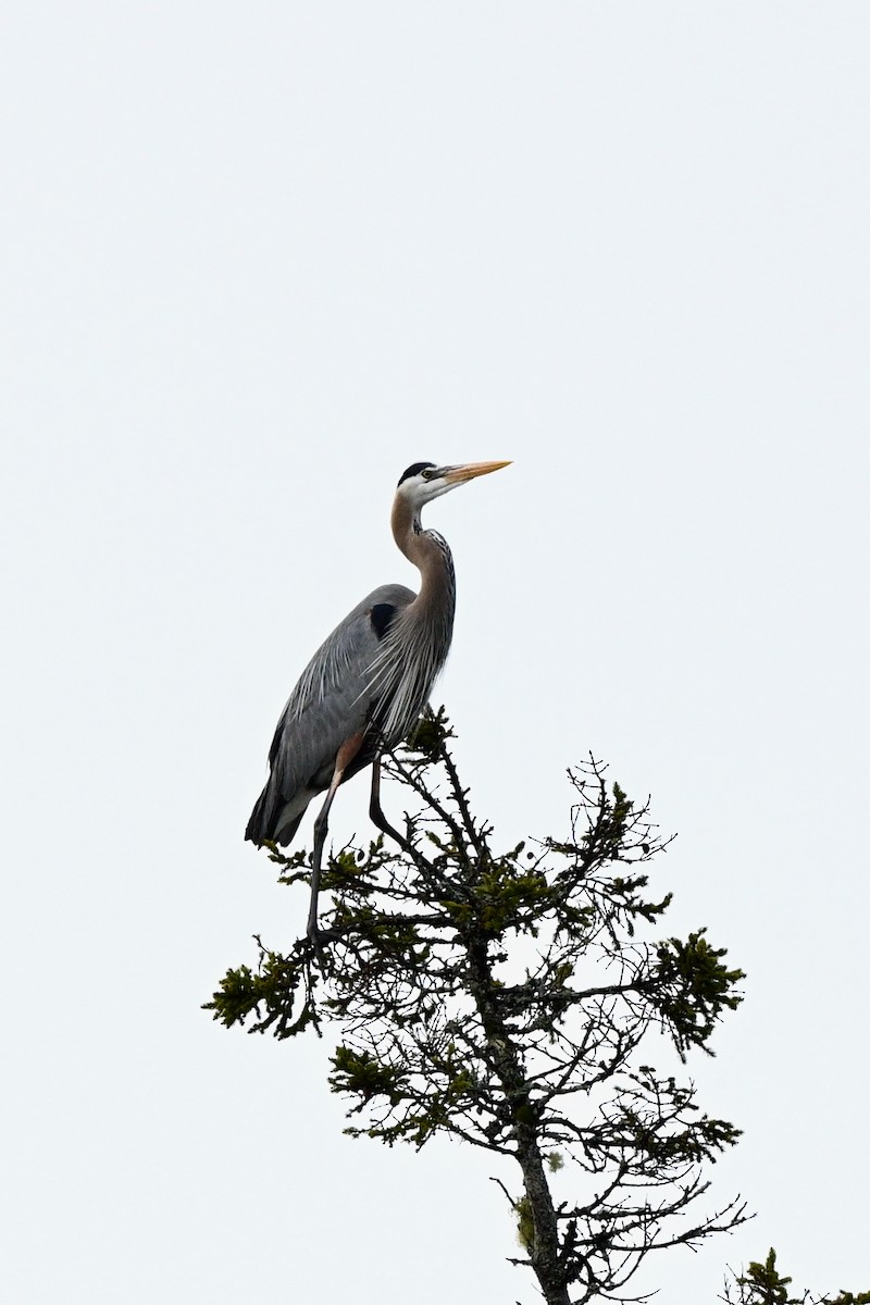 Great Blue Heron (Great Blue) - Aaron Marshall