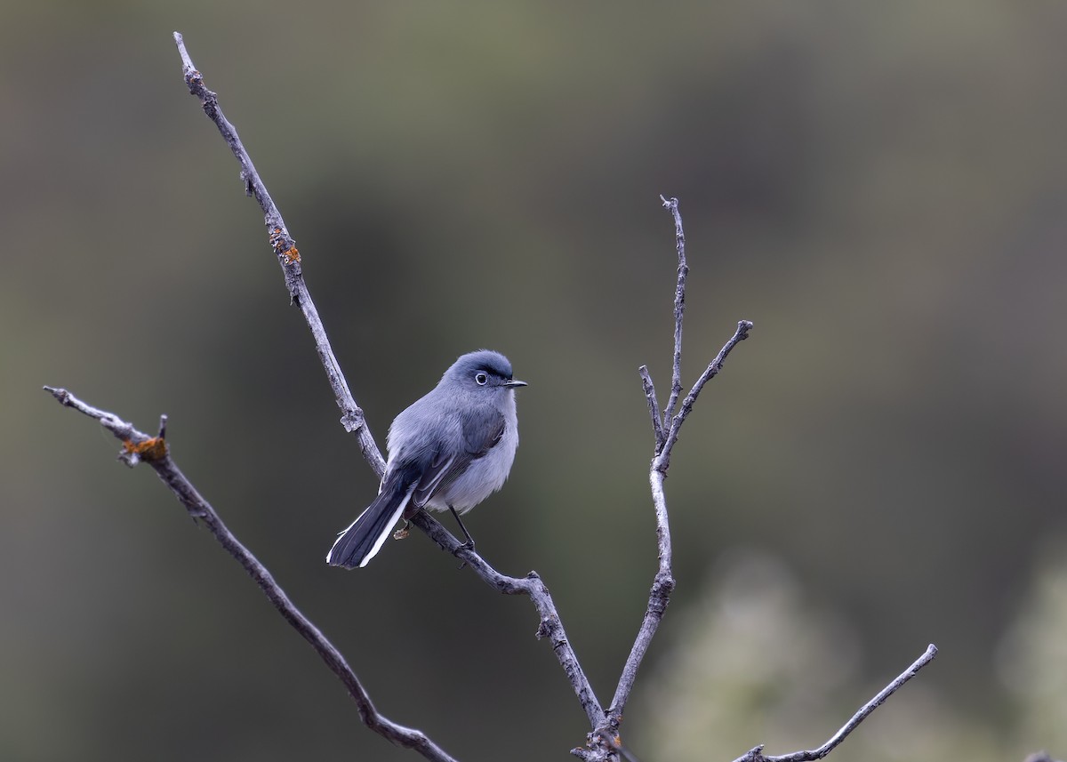 Blue-gray Gnatcatcher - Verlee Sanburg